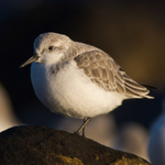 Sanderling