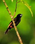 Cherrie's Tanager portfolio