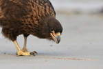 Striated Caracara portfolio