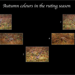 Autumn colours in the ruting season Layout
