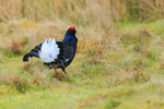 Black Grouse (male) displaying, Scotland