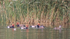 Red-crested Pochards (male & female), Tar Lakes, Oxfordshire
