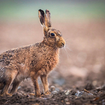 Print_Gold_Dave Bolton_brown hare in ploughed field