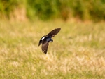 House Martin
