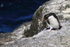 Rockhopper Penguin walking along ledge, Bleaker Island, Falklands