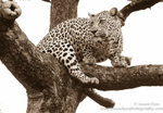 Sepia leopard in tree