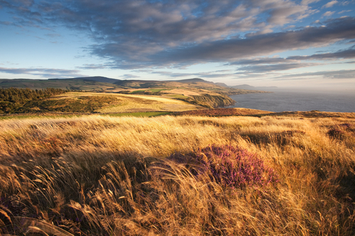 A purple patch of heather amongst the golden grass. The great view south from Contrary Head.