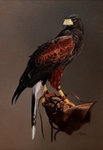 BIRDS OF PREY portfolio