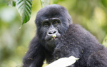 Bwindi (Nkuringo)