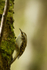 TREECREEPER