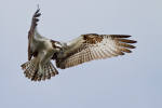 Osprey