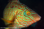 UML034: Male ballan wrasse