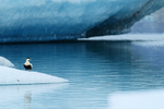 Eider standing on ice, Jokulsarlon, Iceland
