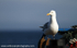 SBG008: Herring Gull