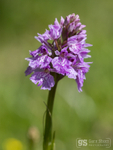 Heath Spotted-orchid