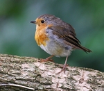 Robin