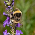 White-tailed bumble bee ♂︎ (Bombus leucorum)