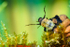 Caddis fly larva