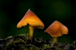 Blackening Waxcap (Witches Hat)