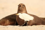 Cattle Egret passes watchful Galapagos Sea Lion, Espanola