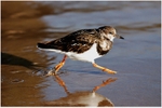 Turnstone (1)