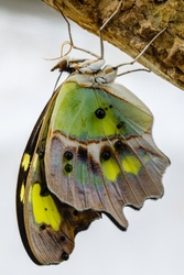 Malachite butterfly - Siproeta stelenes