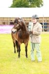 Class 58-67 - M&M Non Welsh Pony In hand portfolio