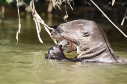 Giant otter eating