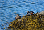 Harlequin Ducks