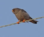 Red Footed Falcon