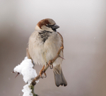 House Sparrow