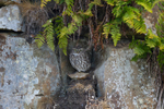 Little Owl on his favourite perch  fef9280