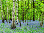 Bluebells near Adlington, Cheshire