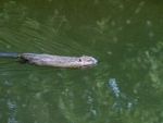 Eurasian Beaver