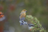 Pine Grosbeak