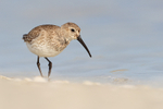 Dunlin walking along lagoon shore, Fort De Soto Park, Florida