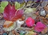 Autumn Leaves