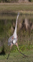 Great Blue Heron _0063