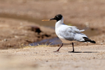 Andean Gull portfolio
