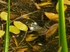 Edible Frog