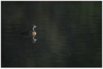 Grebe Chick 