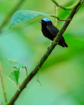 Blue-crowned Manakin portfolio
