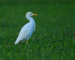 Cattle Egret walking on grass, Kauai