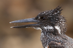 Giant Kingfisher portrait