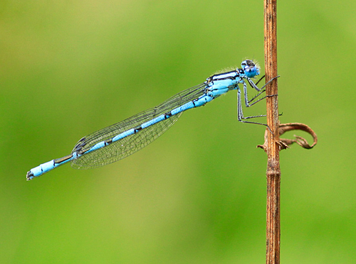 [align=center][size=11][b]Common Blue Damselfly, Kent, England[/b][/size][/align]