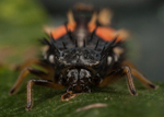 Harlequin Larva
