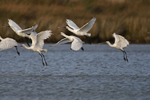 Spoonbill take-off sequence portfolio