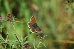 Common Blue