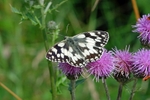 Marbled White