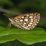 Large chequered skipper (Heteropterus morpheus)